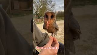 Our beautiful black barn owl owl [upl. by Floridia622]