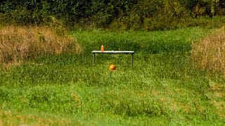 Tannerite Pumpkin  TRACT [upl. by Phares383]