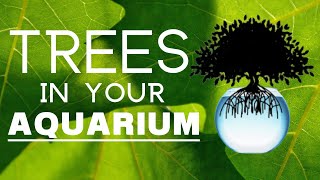 Putting TREES in your aquarium  How to Keep Mangroves in Freshwater [upl. by Donielle]