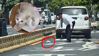 beautiful heterochromatic stray cat panicked into the fast lane and got hurta kind driver saved him [upl. by Sherman]