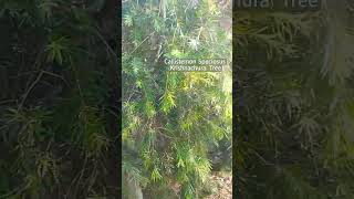 Callistemon Speciosus   krishnachura lovely plantlover greenmission [upl. by Marylin]