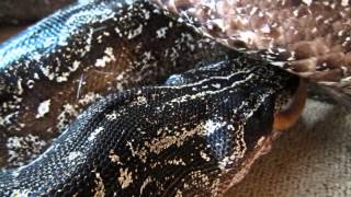 Snakes Strong Feeding Aggression Feeding Video [upl. by Kulsrud]