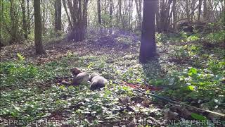 Ferrets in peaceful forest 1 [upl. by Puritan593]