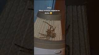 pająki pająk inwazja insekty odkurzacz spider vacuumcleaner straszne creepy [upl. by Hodgkinson]