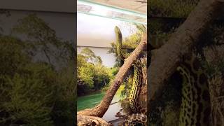 Yellow anaconda anaconda animals zoo snake falling FurryFeatheredFun [upl. by Catha911]