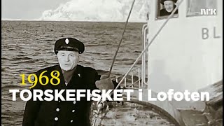 Torskefisket i Lofoten  1968 [upl. by Lirba]