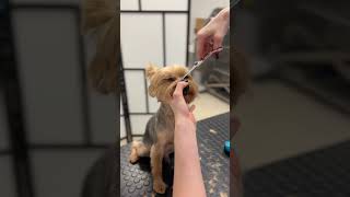 The most requested Yorkie haircut at my dog salon [upl. by Cirre]