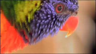 Wondeful Animal NATURE Videos [upl. by Ilrebmyk]