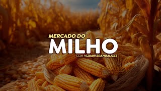 Plantio do milho avança pelo Brasil produtores ficam de olho em México e Argentina [upl. by Odlanier]