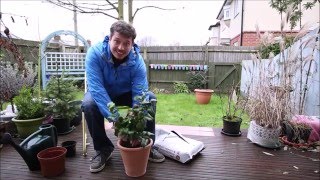 Repotting a Plant Camellia Japonica [upl. by Nayrb]