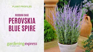 Perovskia Blue Spire  Russian Sage [upl. by Pestana]