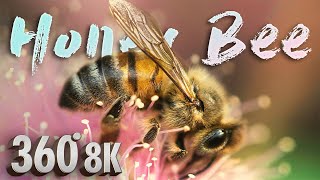 Learn About Honey Bees in VR  A 360° Virtual Reality Field Trip [upl. by Nuavahs]