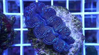 Tridacna Crocea Blue [upl. by Edlitam924]