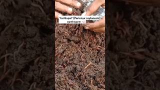 “Jai Gopal” Perionyx ceylanesis earthworm 🪱 farming vermicomposting earthworm farming [upl. by Alaehs]