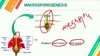 GAMETOGENESIS PADA TUMBUHAN MIKROSPOROGENESIS amp MEGASPOROGENESIS [upl. by Bobbye]