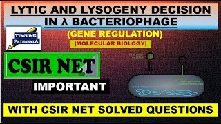 LYTIC AND LYSOGENY DECISION IN LAMBDA PHAGECSIR NETMOLECULAR BIOLOGY [upl. by Leibarg854]