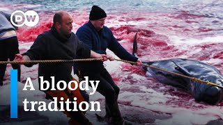 Whale hunting in the Faroe Islands  DW Documentary [upl. by Noiwtna]