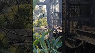 Siamang Gibbons playing at Melbourne Zoo🦥ytshorts funny uniqe apewildlife gibbonshorts [upl. by Milicent399]