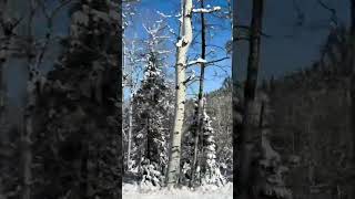 Snowmelt in Evergreen CO snow [upl. by Koehler]