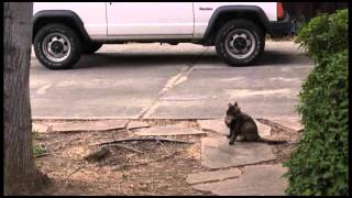 Mockingbirds attack cat and cat returns favor [upl. by Rhea277]