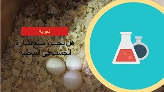 هل يجب استعمال نشارة الخشب في عش البادجي [upl. by Merce]