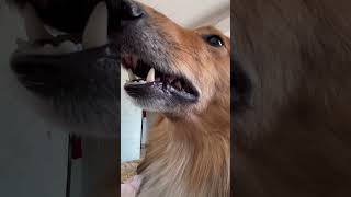 Dog ki feeling dog doglover dogowner youtube love petowner ytshort viralvideo [upl. by Onailil]