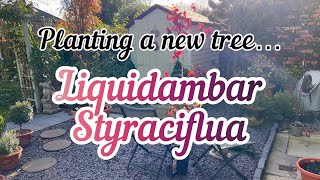 Planting a Liquidambar Styraciflua Tree [upl. by Oiznun]