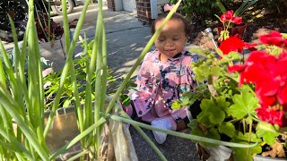 Harvesting and Dehydrating Herbs and teaching my Toddler [upl. by Berkley]