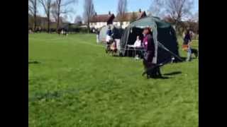 Heelwork  Slow amp Fast Pace Class B  Stafford x Poodle  Caroline amp Strudel [upl. by Ahseenyt629]