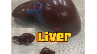 Liver anatomy  ospe  model  Liver [upl. by Bran251]