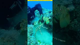 Lobster hunting from the deep sea।🧐 shortvideo amazingfacts [upl. by Jerold]