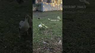 Sebastopol goslings play outside [upl. by Lewie]