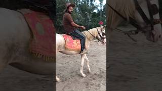 Horse riding n horse training white horse beauty horseriding horselover whitehorse arabianhorse [upl. by Icaj823]