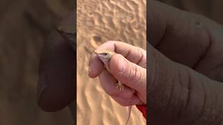 Most Amazing Sandfish  Amazing Sandfish  amazingfish skink ytshort shortvideos shortsvideo [upl. by Nirroc]