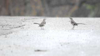 Northern Mockingbird  Mimus polyglottos Territorial Dance [upl. by Ellett]