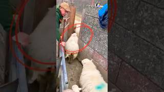 Amazing System In Sheep Farming 😱 shorts facts [upl. by Chiquita354]