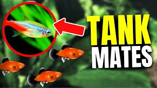 15 BEST Platy Tank Mates [upl. by Aicener791]