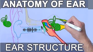 Anatomy of Ear  Structure and Basic functions [upl. by Tam614]