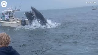 Whale capsizes boat off coast of New Hampshire [upl. by Netsyrc]