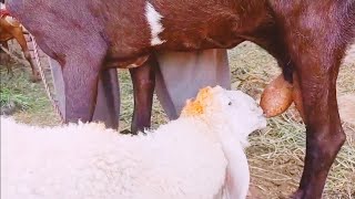 cute sheep baby drinking milk [upl. by Asselem]