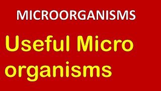 Useful microorganisms  Class 8 Science Microorganisms 35 Chapter 2 [upl. by Trebla]