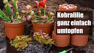 75 Darlingtonia californica umtopfen und vermehren so einfach wird´s gemacht [upl. by Kariv232]