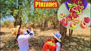 Corte de PINZANES Guamaras GUAMUCHILES Payande en mi PUEBLITO Oaxaca [upl. by Travers862]