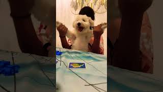 Snowys time comedy funny song shortsfeed cutepuppy snowy puppy trendingshorts [upl. by Eannyl]