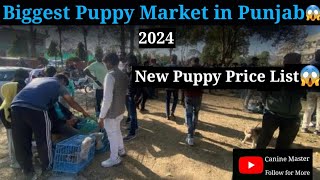 Cheapest Puppy Market in Punjab  Dogs Price List 2024 petlovers cheapestmarket [upl. by Wicks681]