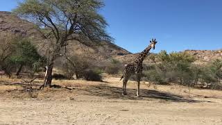 Giraffe by the roadside  D2315 road from Omaruru to Omandumba Farm Namibia [upl. by Crabb]