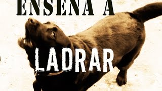 Enseña a ladrar a tu perro [upl. by Ived]