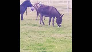 Donkeys Playing [upl. by Sesylu]