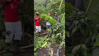 Mira que racimo de banano gigante finca agricultura babyshark banana gigante [upl. by Irrem932]