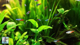 Stunning Tropical Aquarium Fish amp The Best Relax Music [upl. by Tuck]